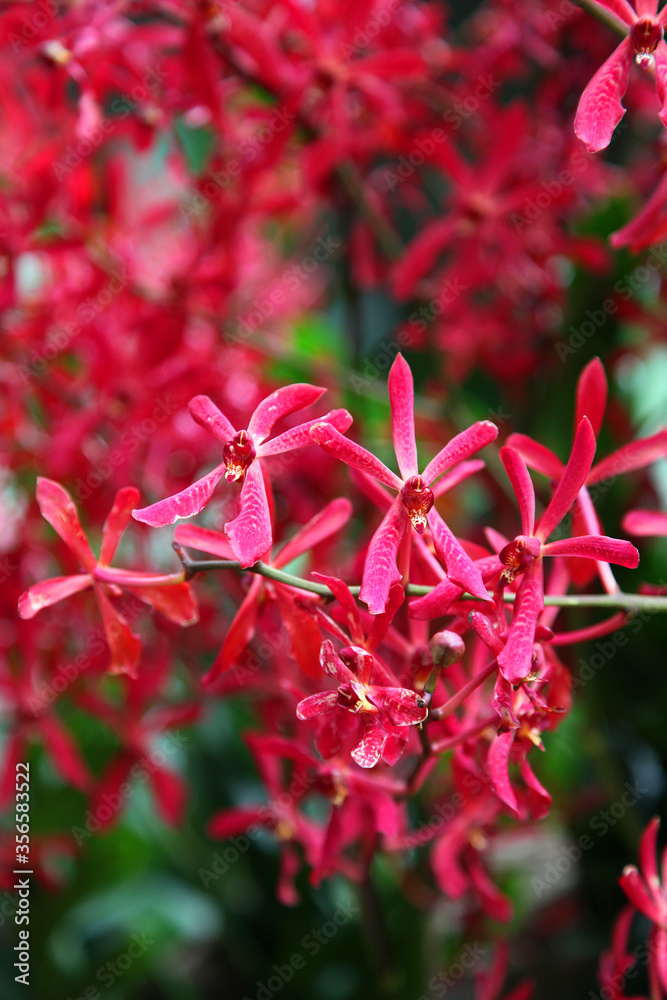 Beautiful orchid flowers in garden in Singapore Beautiful orchid flowers in garden in Singapore