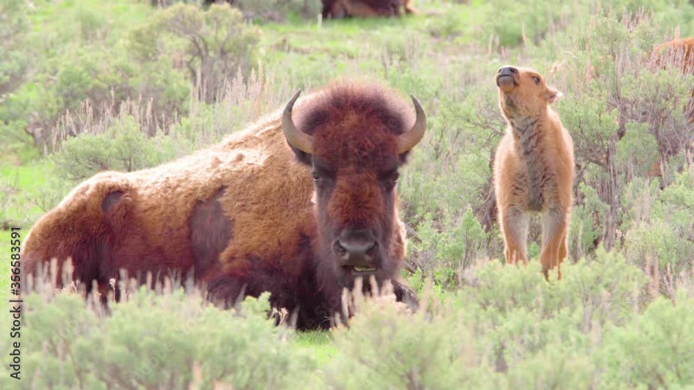 bison and calf grazing and relaxing at yellowstone national park in wyoming bison and calf grazing and relaxing at yellowstone national park in wyoming