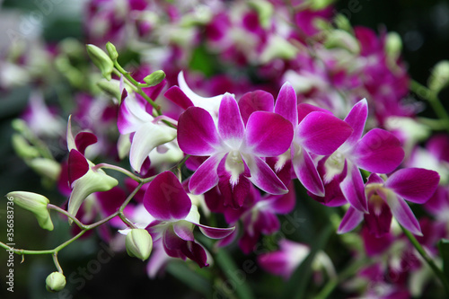 Fototapeta Naklejka Na Ścianę i Meble -  Beautiful orchid flowers in garden in Singapore