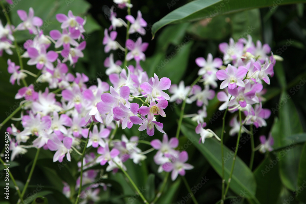 Beautiful orchid flowers in garden in Singapore Beautiful orchid flowers in garden in Singapore