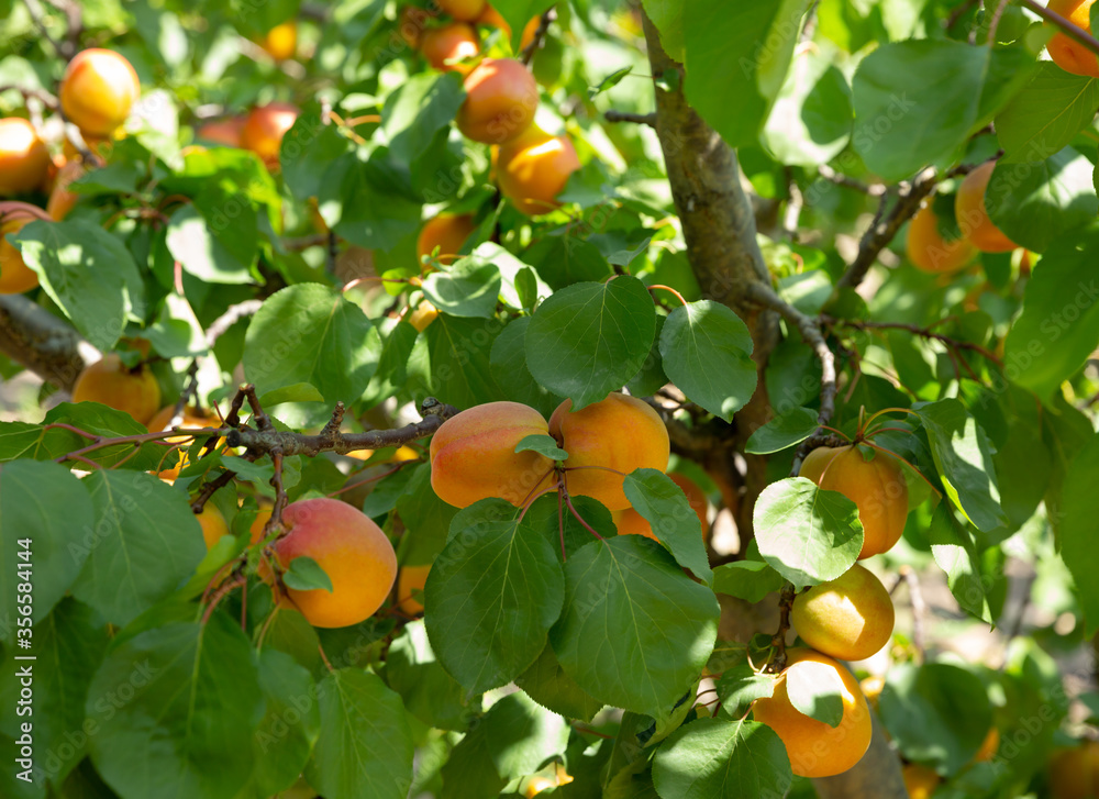 Apricots on trees at fruit plantation