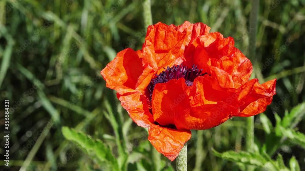 Red oriental Poppy flowering in the garden Red oriental Poppy flowering in the garden