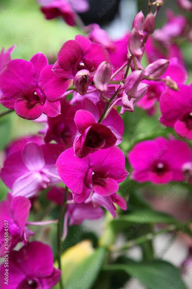 Beautiful orchid flowers in garden in Singapore Beautiful orchid flowers in garden in Singapore