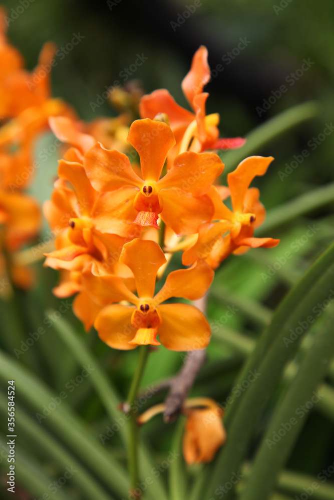 Beautiful orchid flowers surrounded by green leaves in gardens in Singapore Beautiful orchid flowers surrounded by green leaves in gardens in Singapore