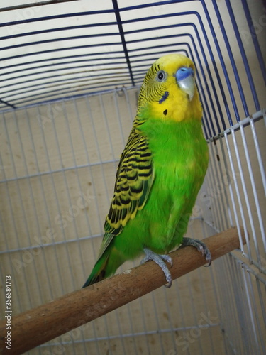 A yellow bird in green looks at you in a cage