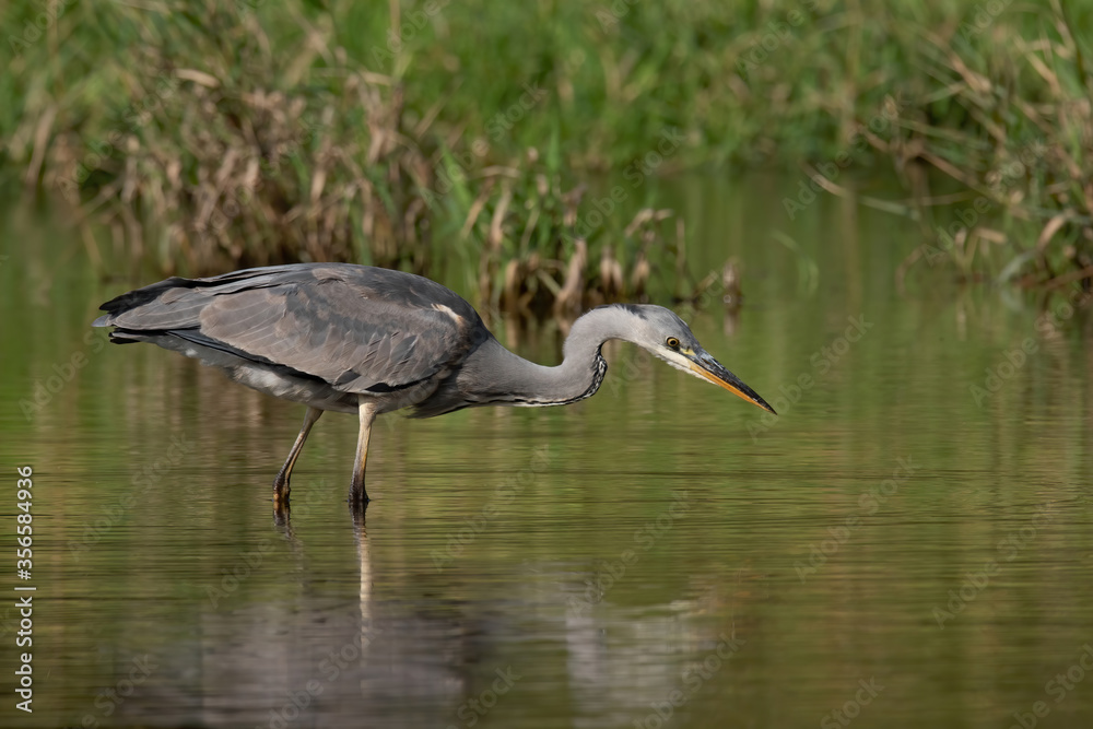 Naklejka premium Grey heron (Ardea cinerea), real wildlife - no ZOO