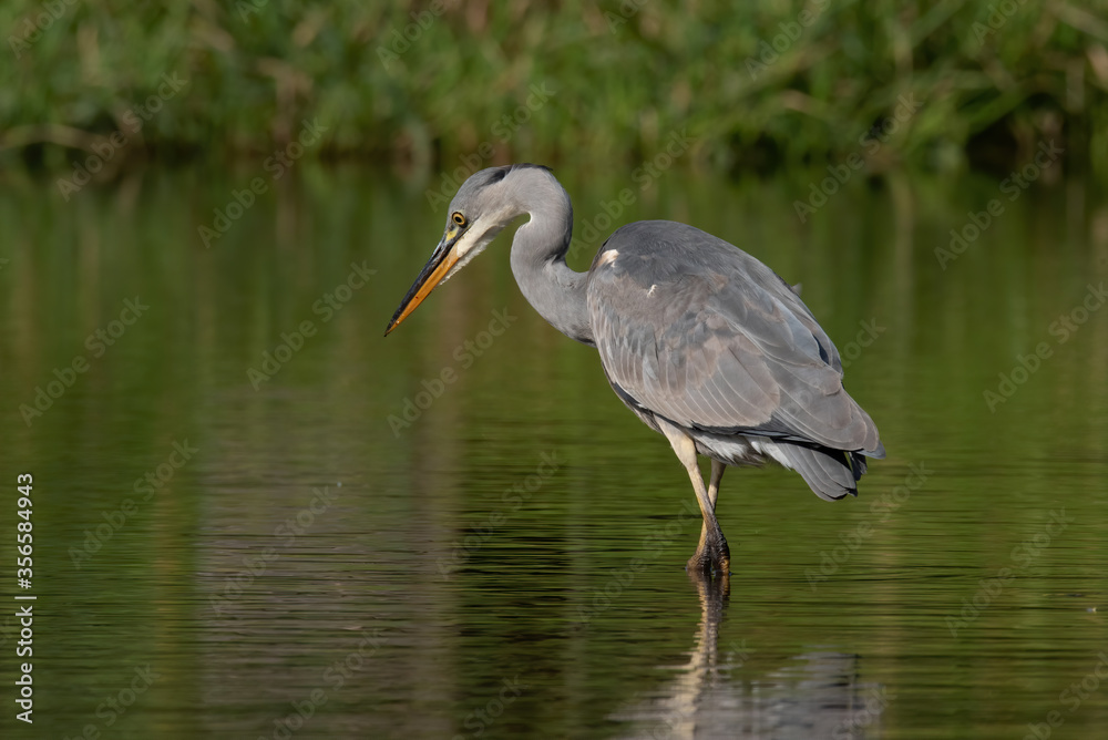 Grey heron (Ardea cinerea), real wildlife - no ZOO Grey heron (Ardea cinerea), real wildlife - no ZOO