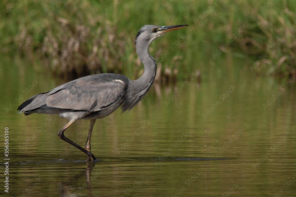 Grey heron (Ardea cinerea), real wildlife - no ZOO Grey heron (Ardea cinerea), real wildlife - no ZOO