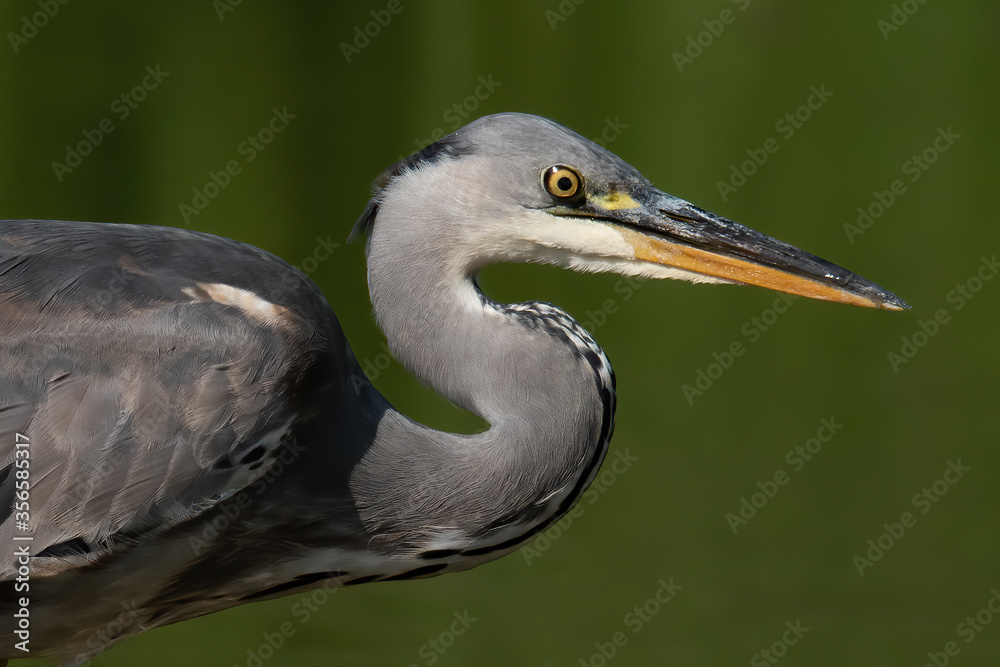 Grey heron (Ardea cinerea), real wildlife - no ZOO Grey heron (Ardea cinerea), real wildlife - no ZOO