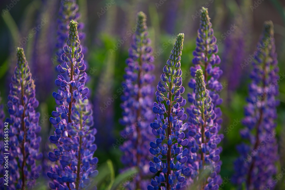 Obraz premium blue and purple lupines blooming in June on a sandy slope