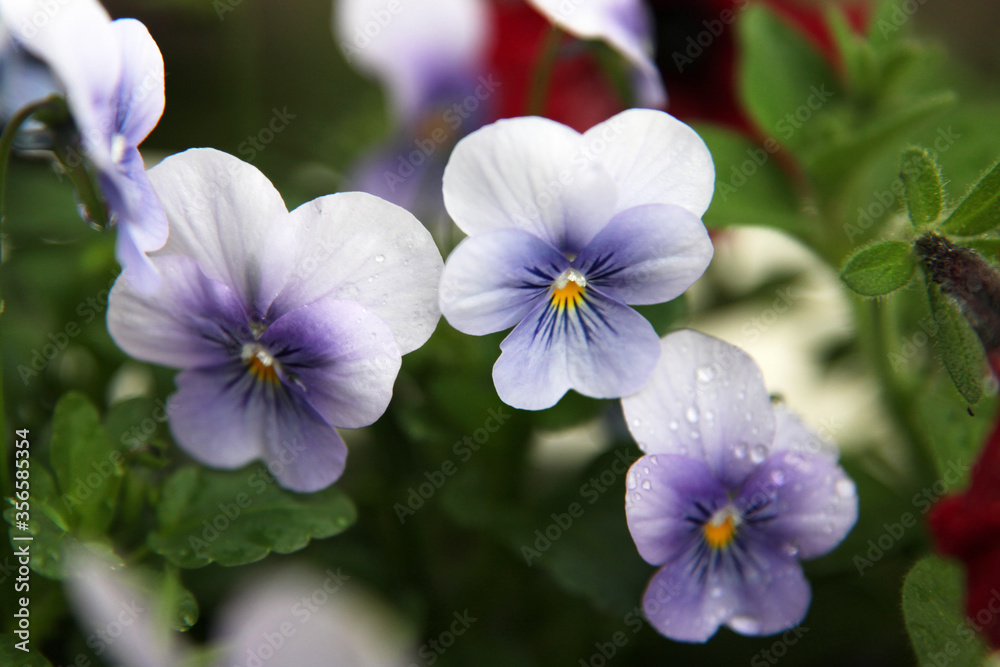 Beautiful purple pansy flower surrounded by green leaves Beautiful purple pansy flower surrounded by green leaves