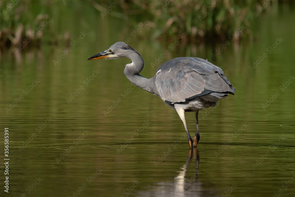 Naklejka premium Grey heron (Ardea cinerea), real wildlife - no ZOO