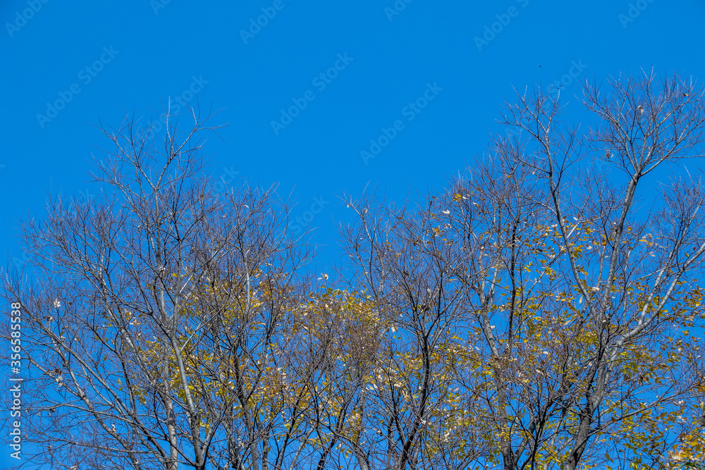 Dry branches with a few yellow leaves isolated against a cold blue winter sky image in horizontal format