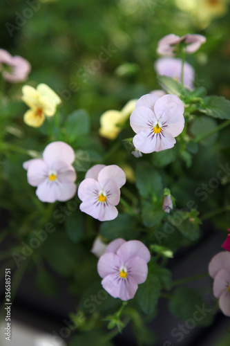 Beautiful purple pansy flower surrounded by green leaves