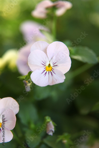 Beautiful purple pansy flower surrounded by green leaves