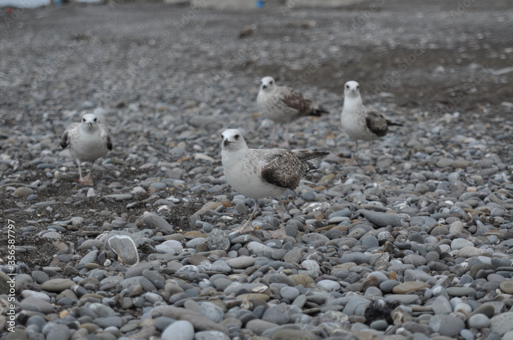 Fototapeta premium The bird on the coast