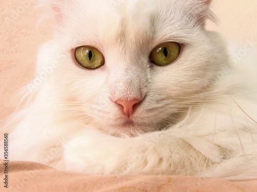 White cat head