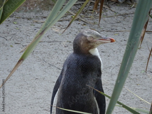 Young yellow eyes penguin in New zeland