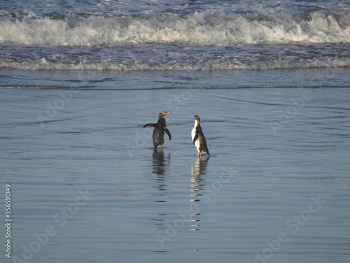 Couple de manchot à œil jaune au bord de la plage. Image rare car ces manchots sont en voie de disparition. 
