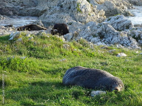Lion de mer dormant au bord de l’océan en Nouvel Zélande