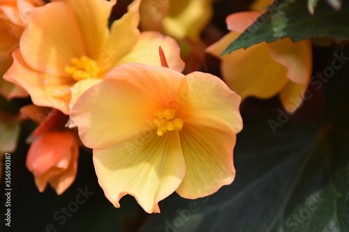 Bl  hende Begonie  Begonia 