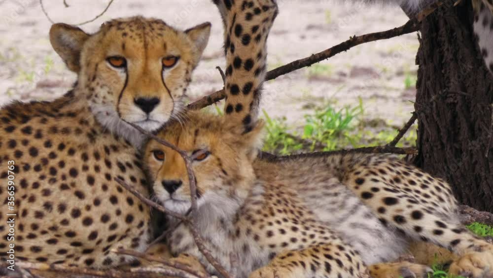Portrait of Cheetah mother and cubs lying down and relaxing. African wildlife Portrait of Cheetah mother and cubs lying down and relaxing. African wildlife