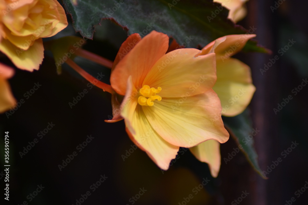 Blühende Begonie (Begonia) Blühende Begonie (Begonia)