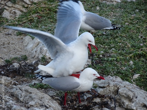 Mouette en pleine action ! 