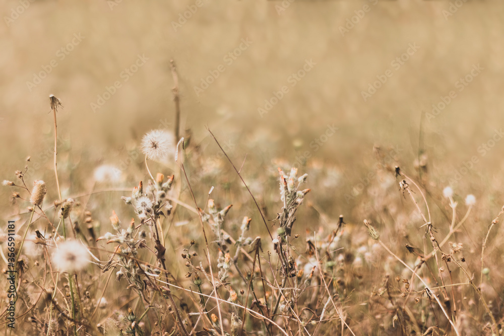 Fototapeta premium rural countryside landscape with wild flowers