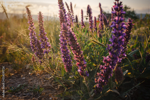 beautiful wild purple flowers at sunset, close up