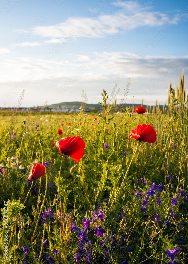 Obraz premium Poppy on the edge of a cornfield