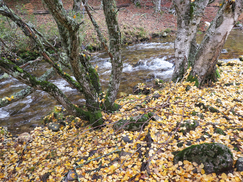 wood in autumn