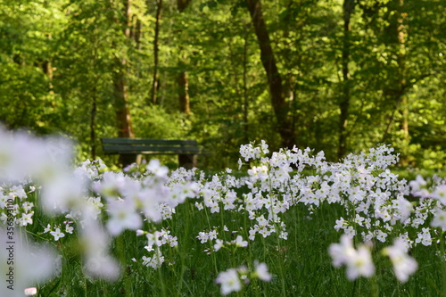 Park full of flowers in a German Forest in Munich © Pablo