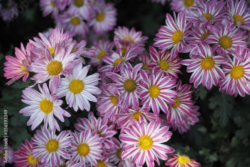 pink and white chrysanthemum