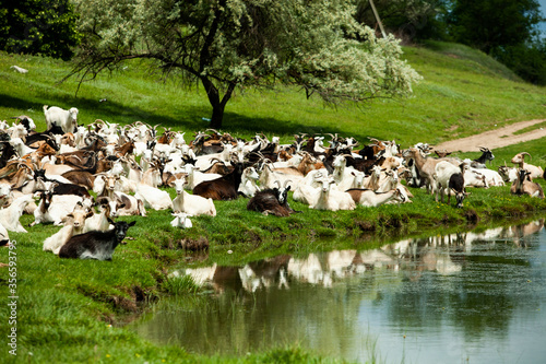 Goats in the meadow with a beautiful sky in summer day. A herd of goats in a pasture. Beautiful summer landscape with a goat. Beautiful summer landscape in Republic of Moldova. Green landscape. 
