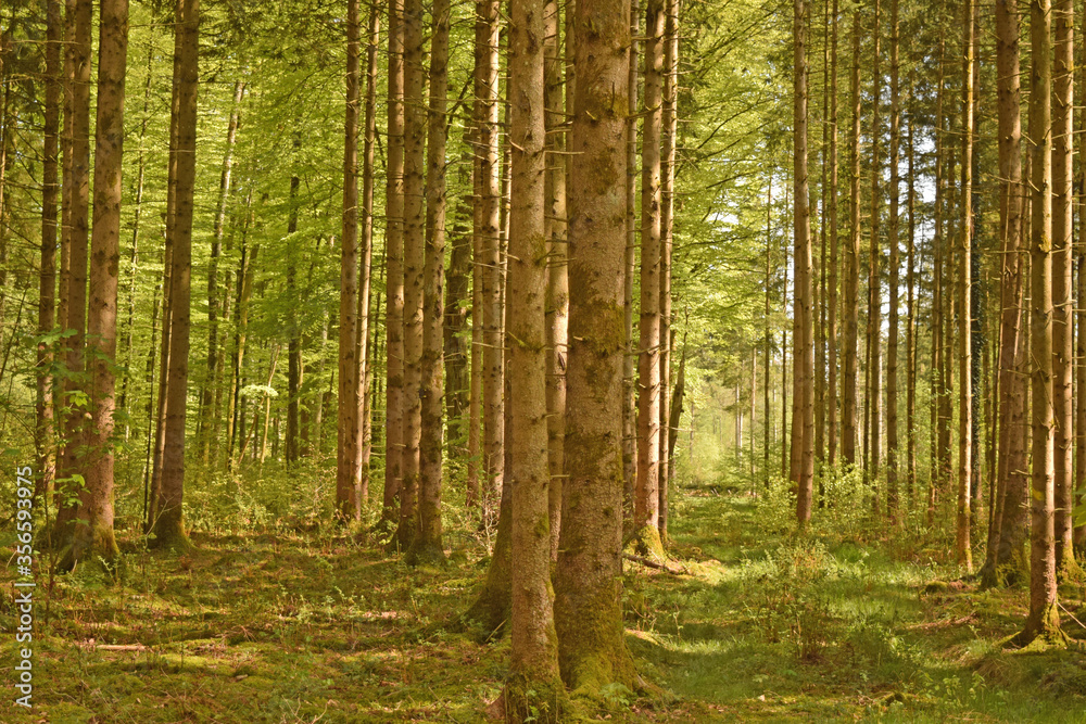 Wonderful Pine Forest in the German Alps. Perlacher forst in Munich