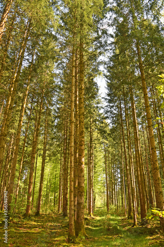Fototapeta Naklejka Na Ścianę i Meble -  Vertical photo of german Pine Forest in Germany, perlacher forst in munich