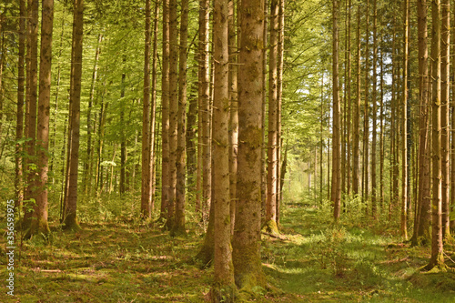 Fototapeta Naklejka Na Ścianę i Meble -  Wonderful Pine Forest in the German Alps. Perlacher forst in Munich