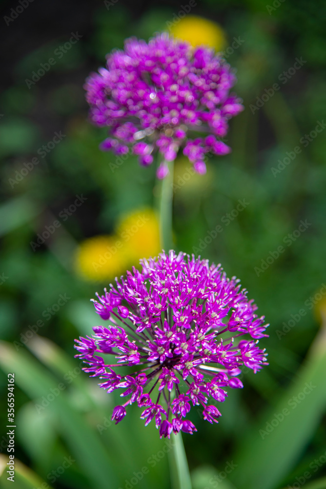 Close-up of violet spherical flowers in a home garden Close-up of violet spherical flowers in a home garden