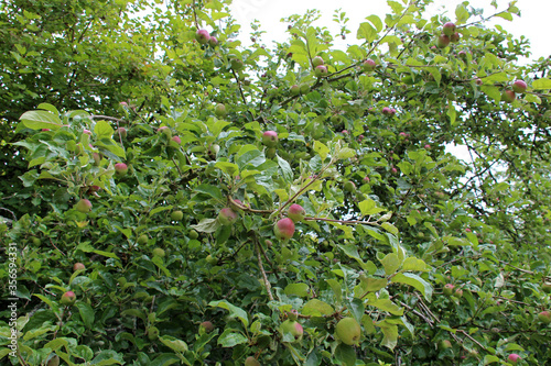 apple tree in an orchard in brittany (france)