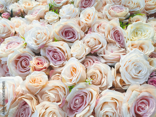 Background of many beautiful blooming purple  pink and white roses. Close up.For Valentine s concept.
