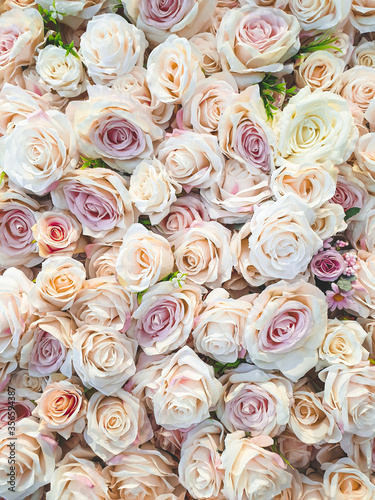 Background of many beautiful blooming purple, pink and white roses. For Valentine's concept.
