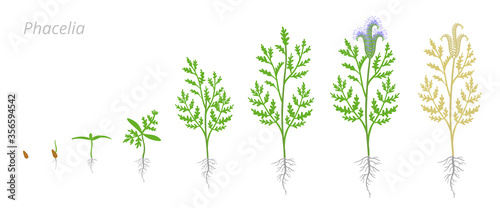 Phacelia growth stages. Hydrophyllaceae, scorpionweed heliotrope. Cultivated as garden and honey plants. Ripening period vector infographic.