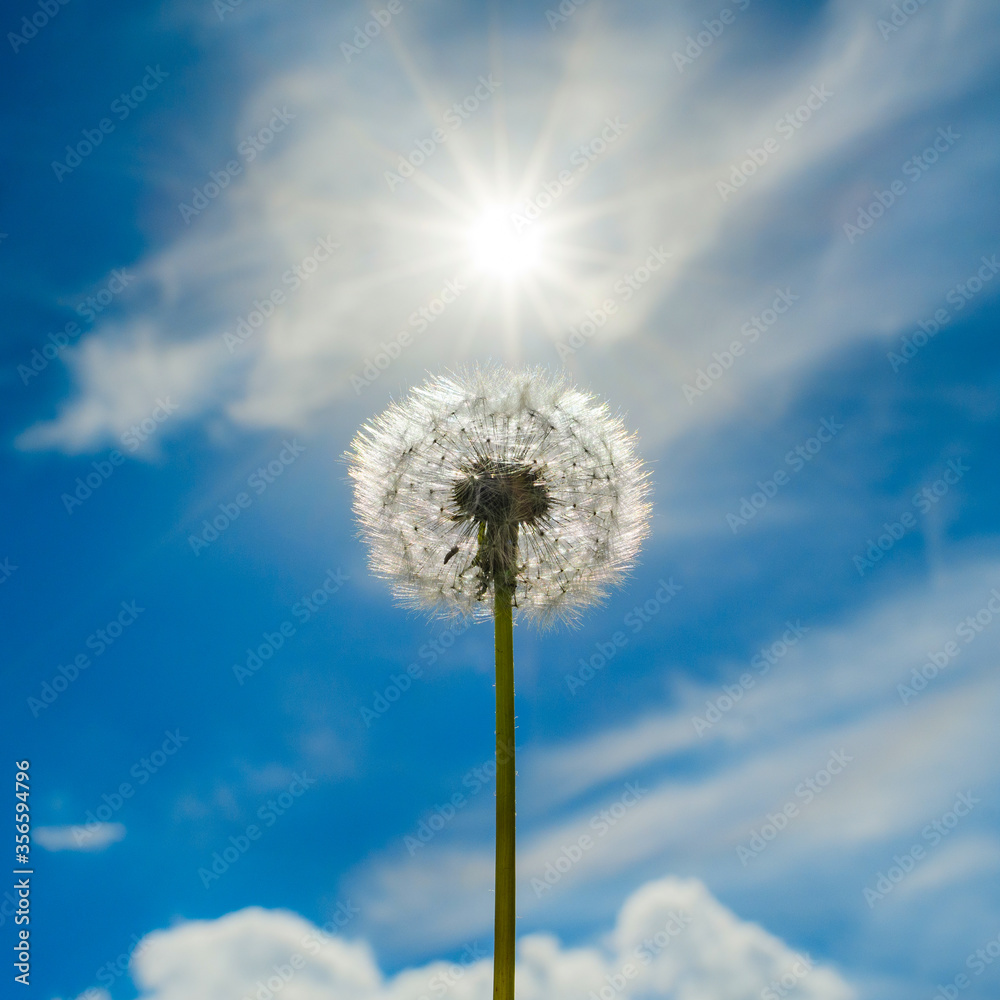 Dandelion on a background of blue sky with clouds and bright sun