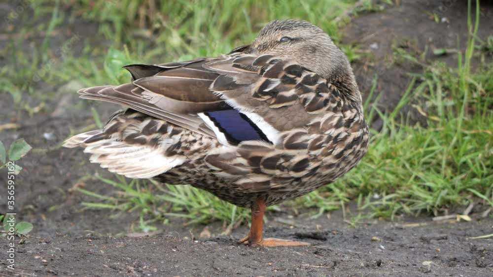 wild gray duck mallard in the wild on a pond wild gray duck mallard in the wild on a pond