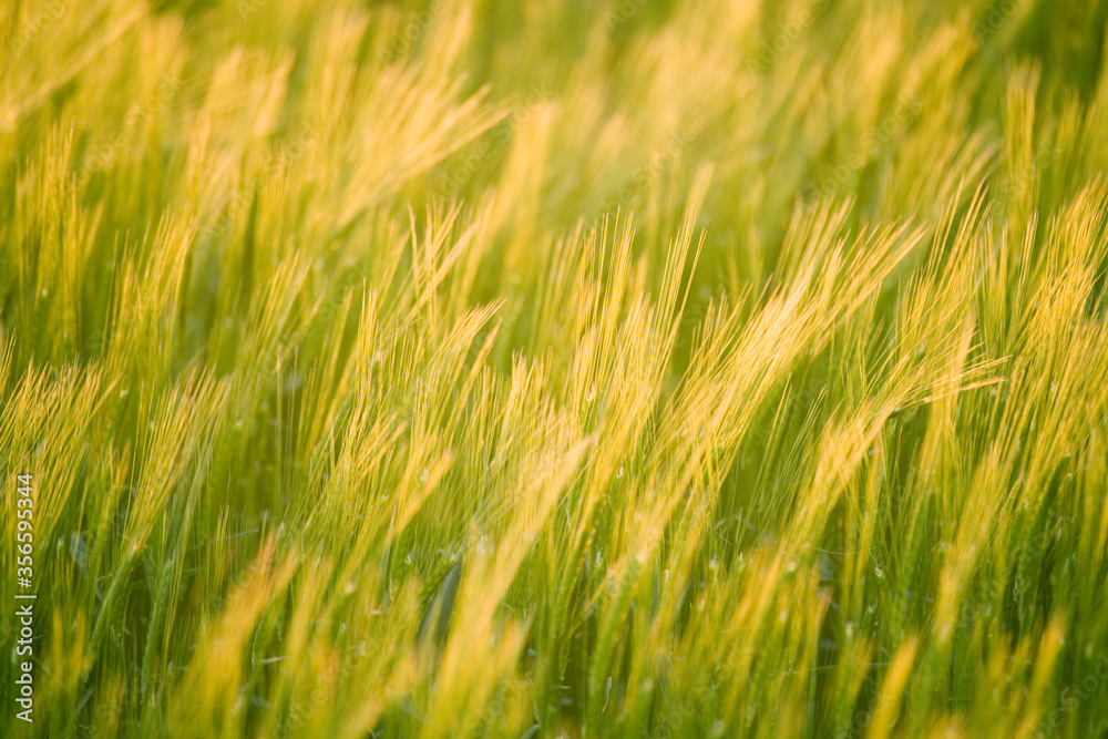Winter Barley in evening light, United Kingdom Winter Barley in evening light, United Kingdom