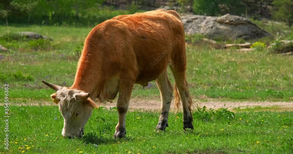 bull grazes in a pasture eating the green grass in the summer bull grazes in a pasture eating the green grass in the summer