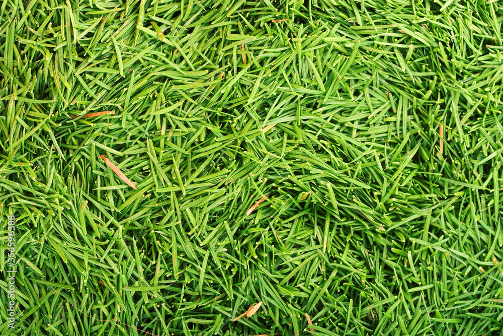 spruce needles fir branches