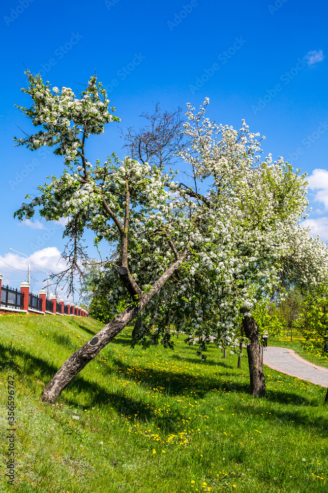 Fototapeta premium Spring in the city park