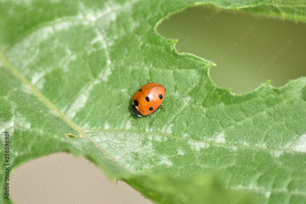 Marienkäfer (Coccinellidae) Marienkäfer (Coccinellidae)
